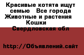 Красивые котята ищут семью - Все города Животные и растения » Кошки   . Свердловская обл.